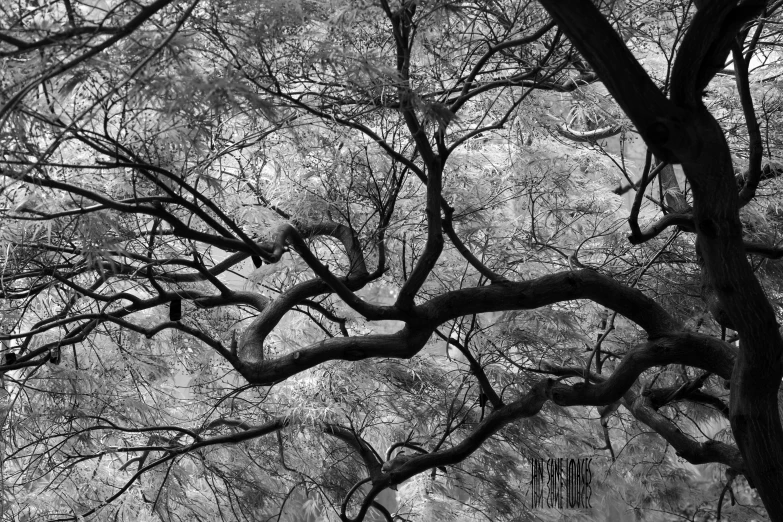 the top of trees in a park are bare