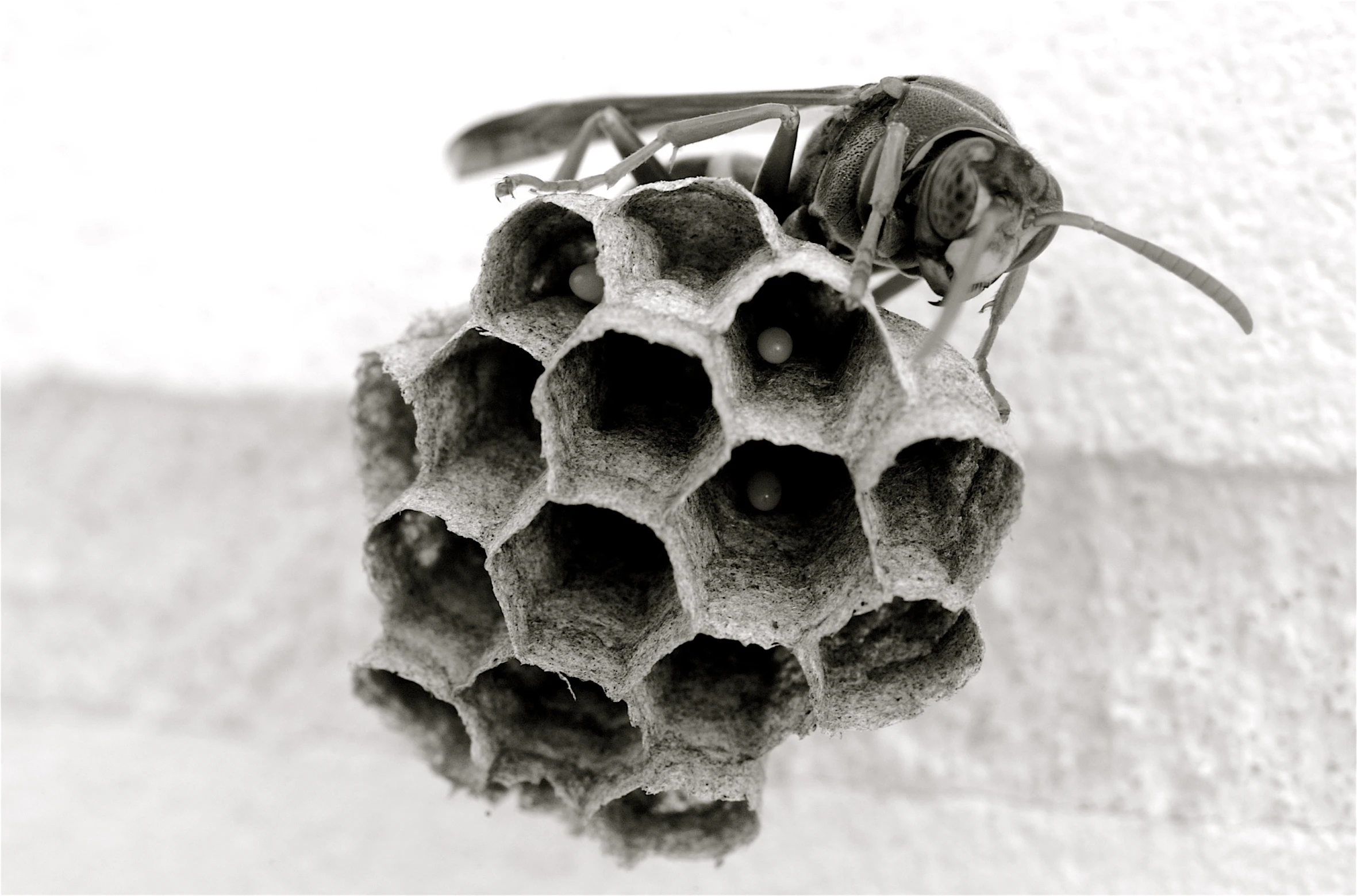 a large insect is on top of the nectar