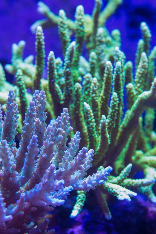 the blue and green plants and corals are visible