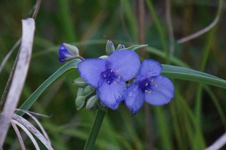 two small blue flowers are in the wild