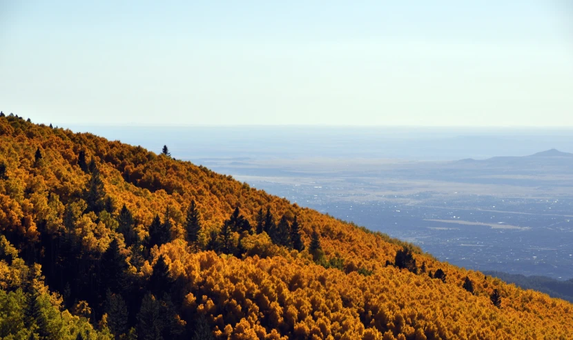 a hillside with some trees covered in yellow foliage