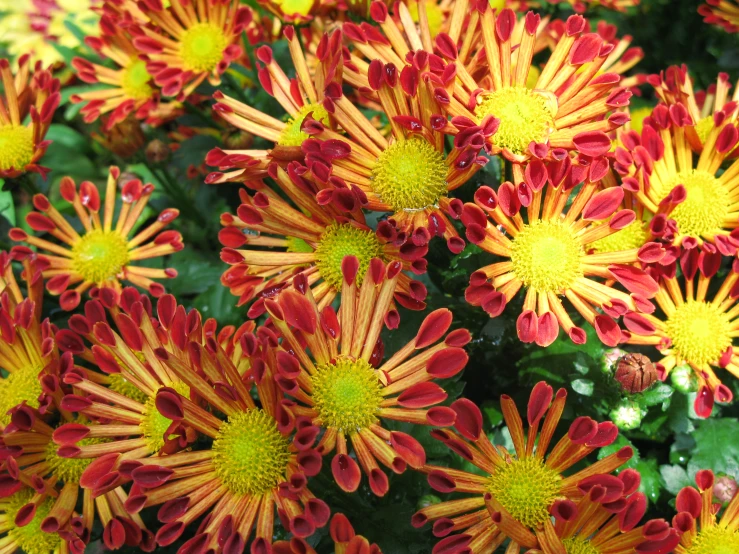 a bush of bright red and yellow flowers