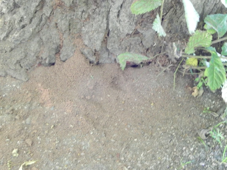 a view of an area under a large tree