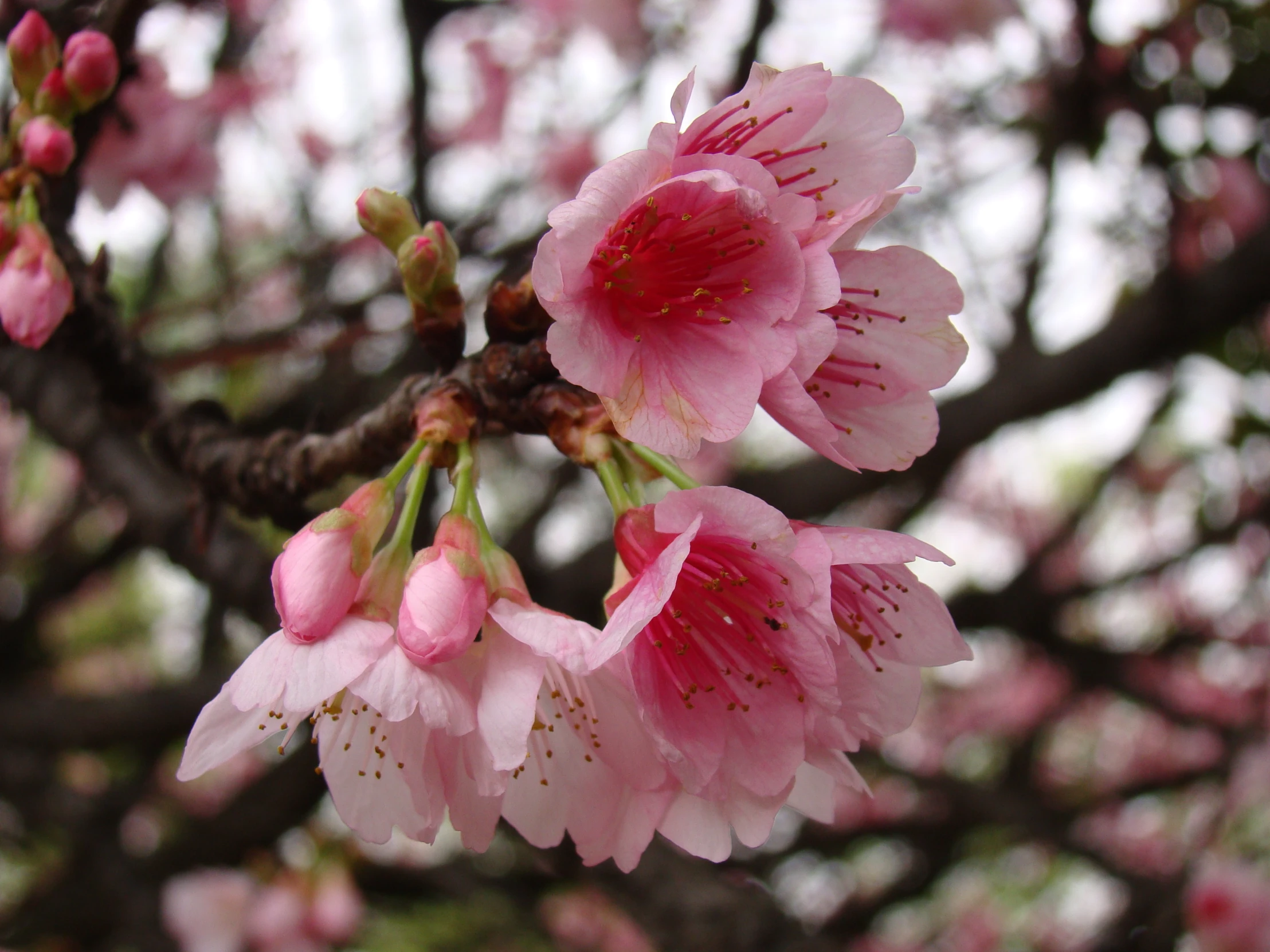 a nch with blossom and buds in front of a white sky