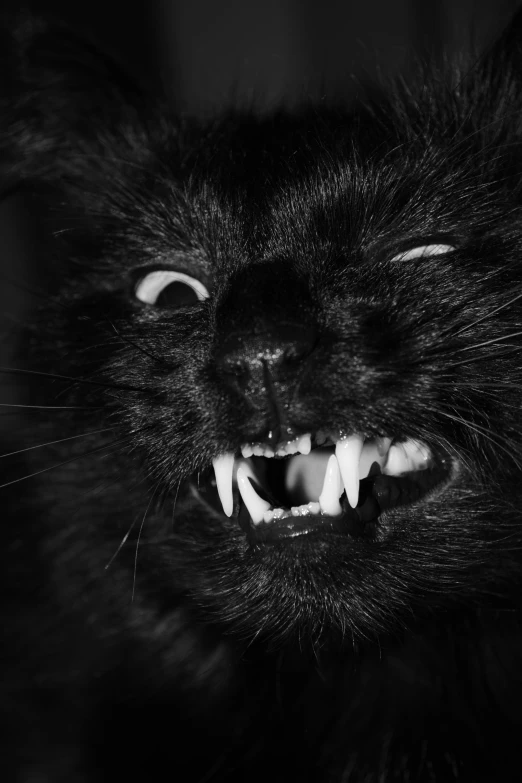 the cat's teeth are showing well in black and white