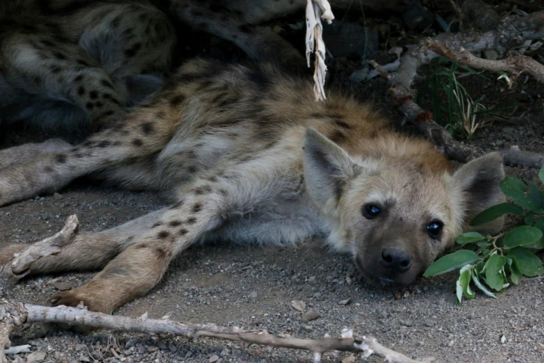 a spotted dog sitting on the ground in the dirt