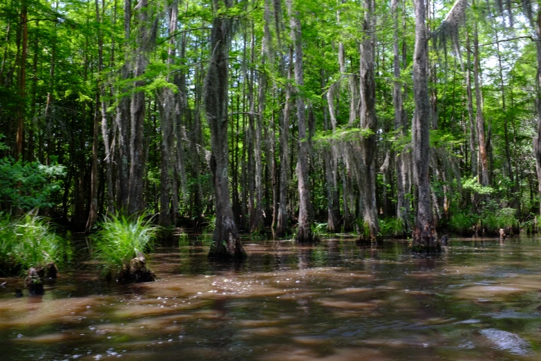 a river in the middle of a forest filled with green trees