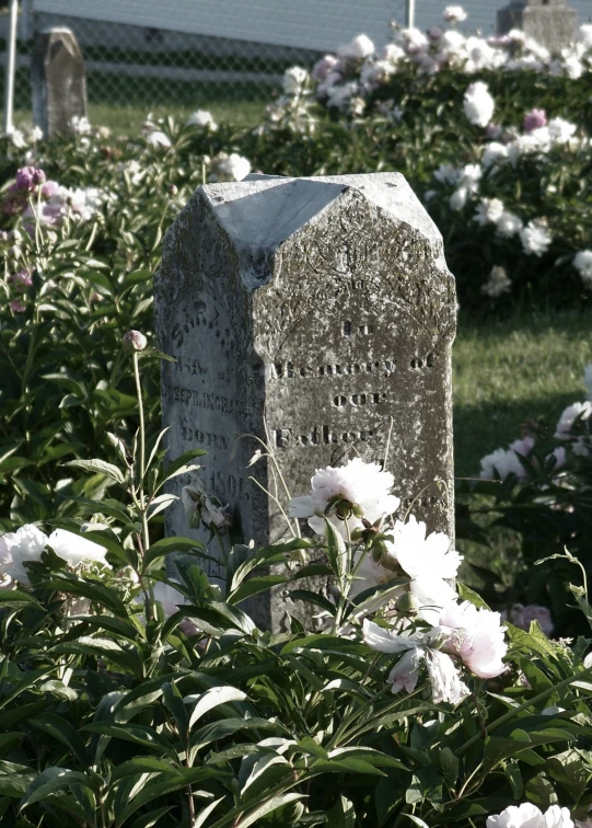 a grave surrounded by white flowers on a cemetery