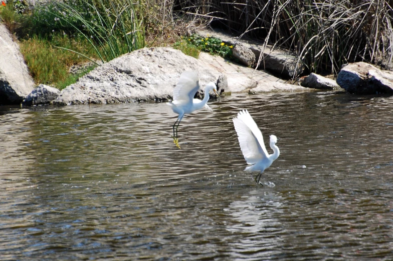 two white swans splash down into the water