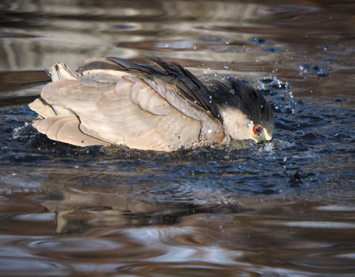 a duck with its head out swimming in some water