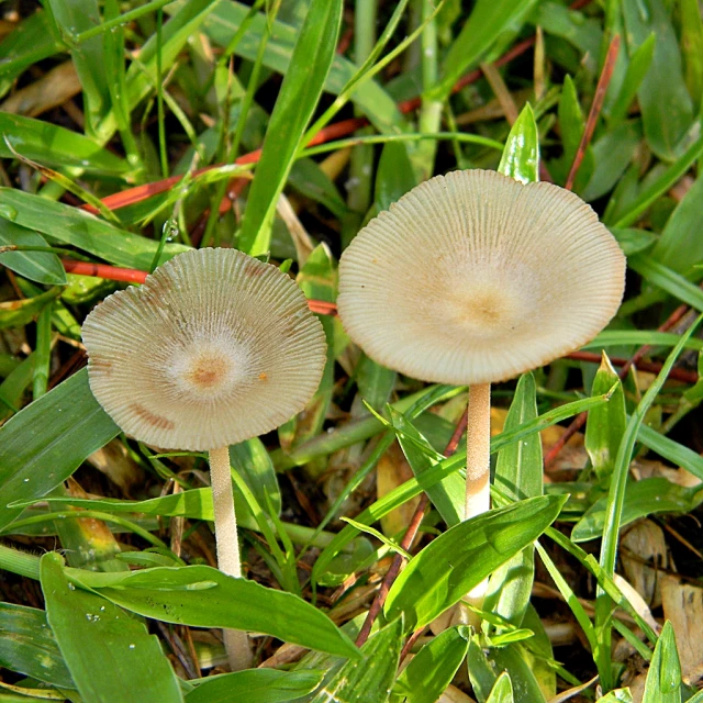 two mushrooms are standing in the grass with their tops covered