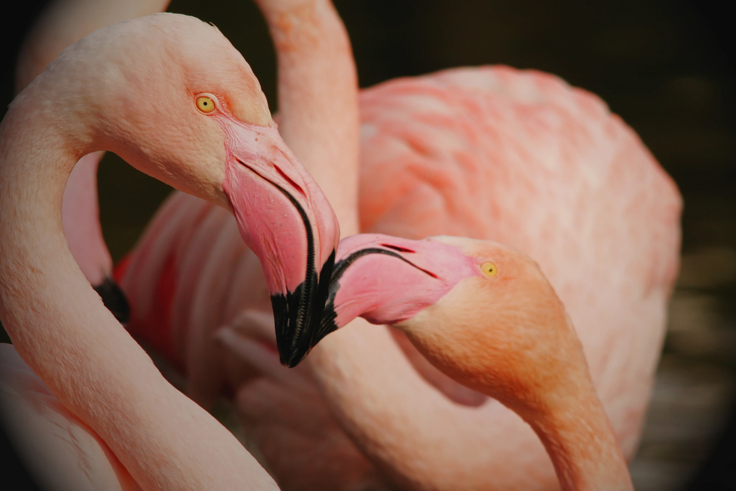 a pair of flamingos sitting next to each other