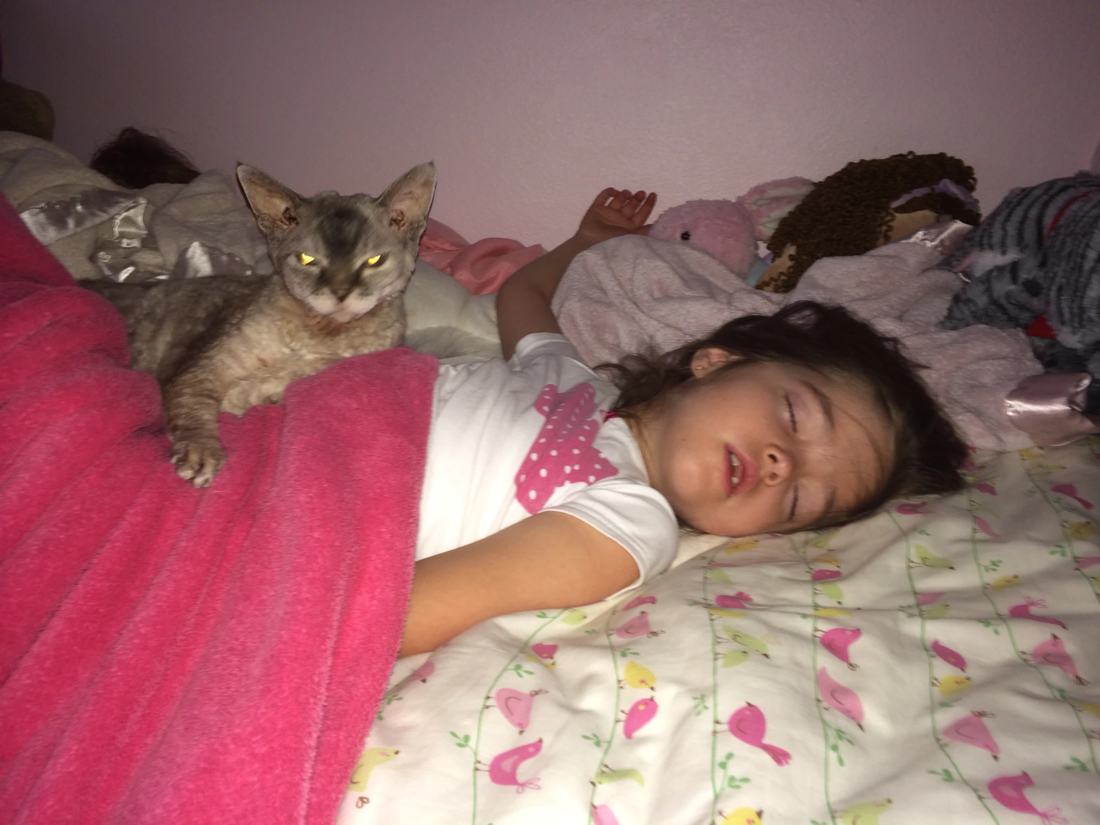 young child with stuffed animals and cat in bed