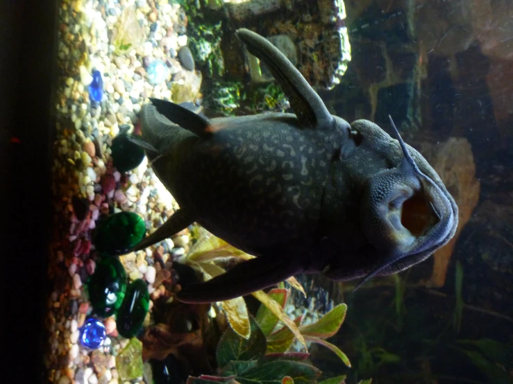 an animal laying in a fish tank with his head inside