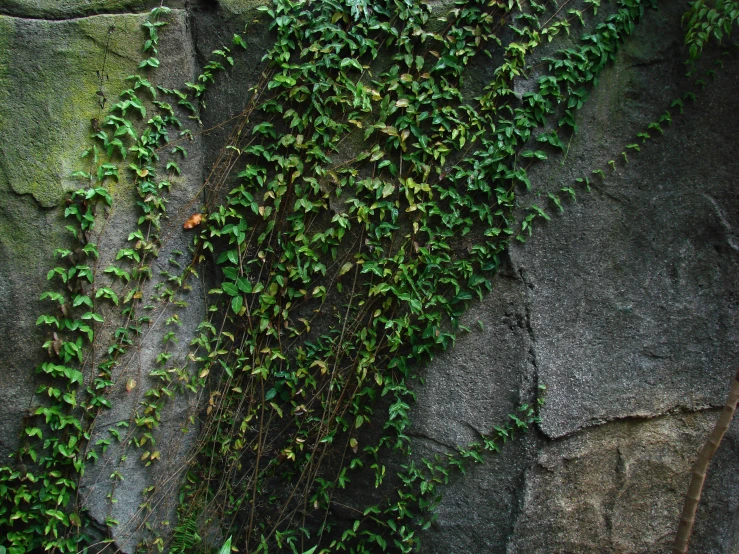 ivy growing over rocks in the forest