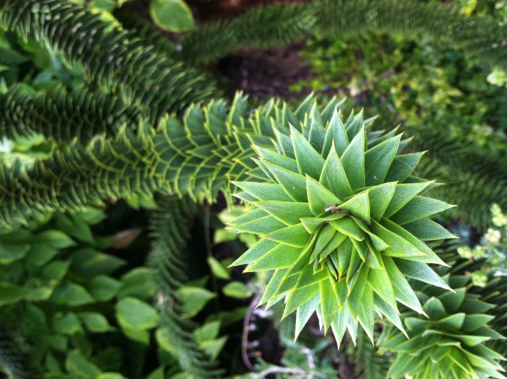 plants in the grass and trees around them