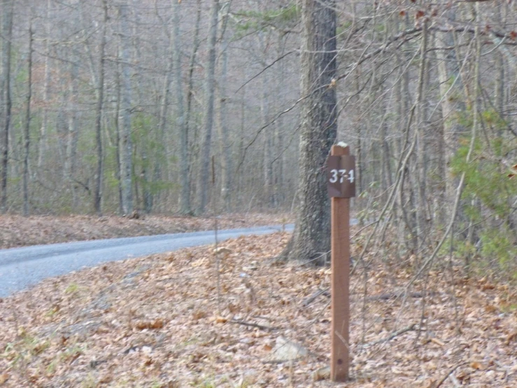 a road that is surrounded by some trees