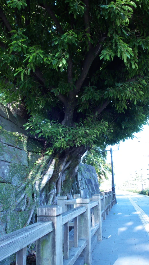 two benches sitting under a tree with a cliff behind them