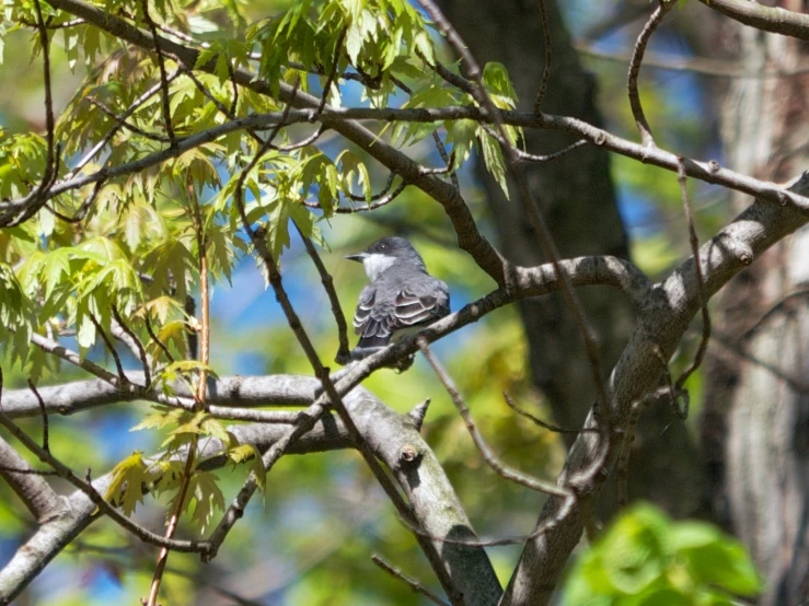 a small gray bird sitting on top of a tree nch