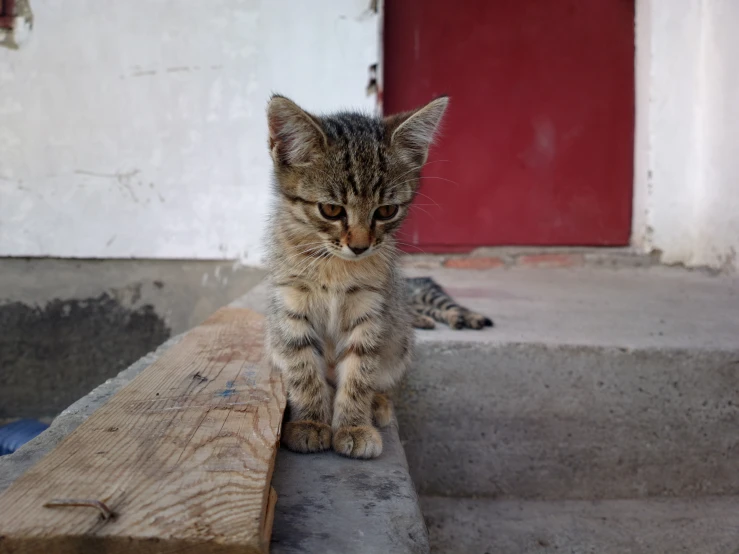 a cat sits on a piece of wood