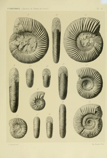some drawings of some type of coral that is similar to other animals