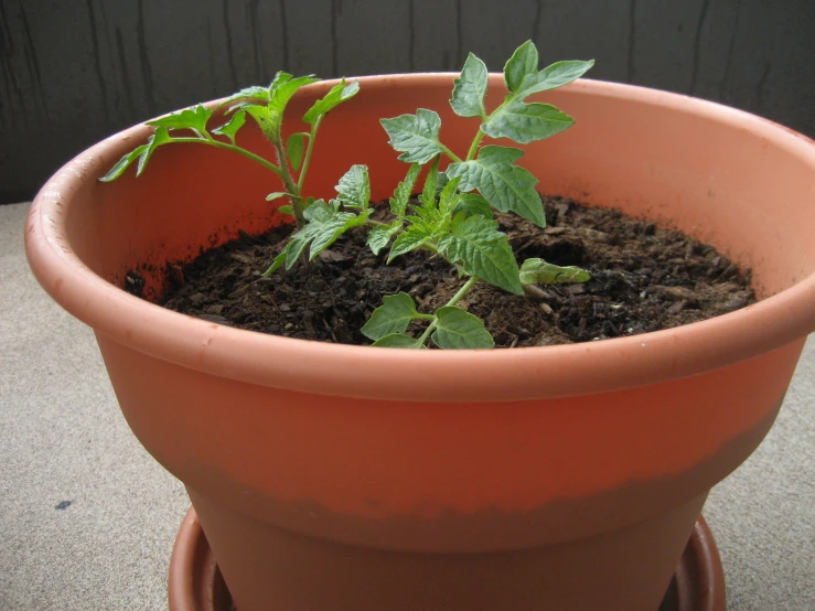 a flower pot is filled with young leaves