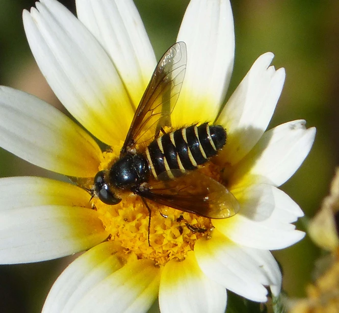 a bee that is on a flower in the sun