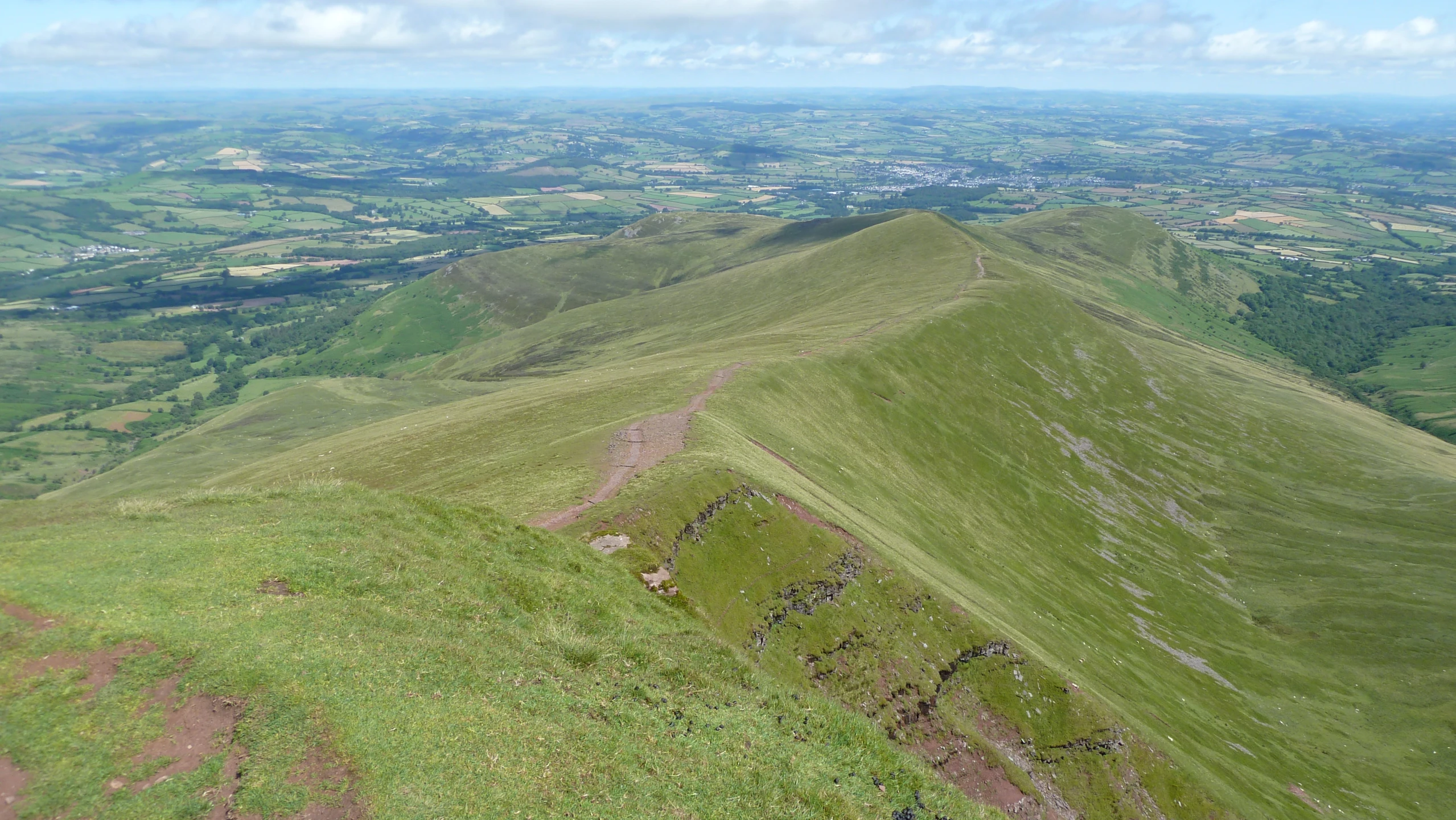 a group of animals walk on a hill side