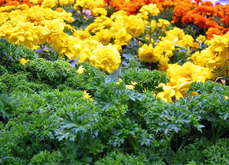 a very tall amount of flowers all together