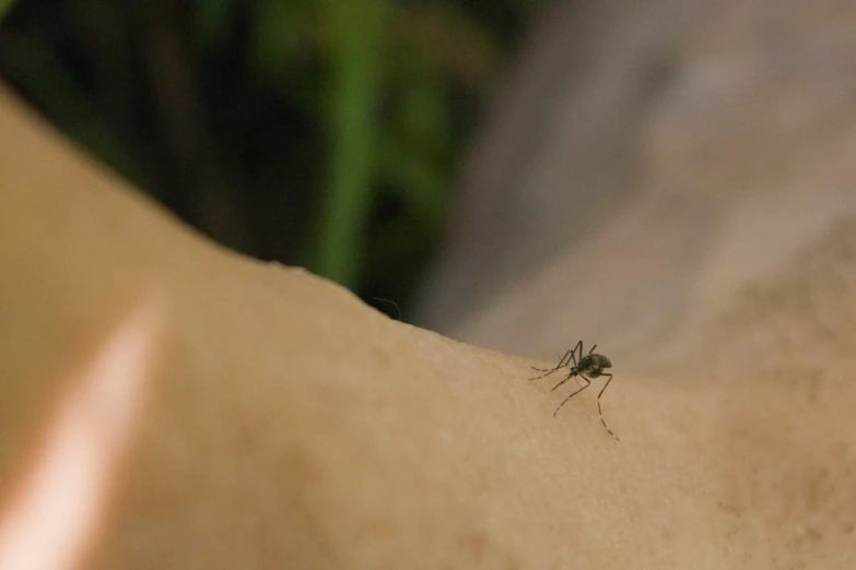 there is a insect that is sitting on someone's arm