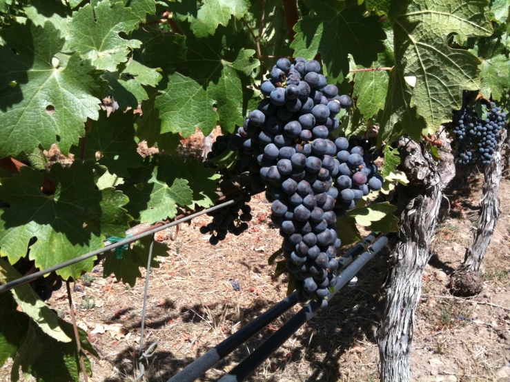 a vine of gs hanging on the vines in an vineyard