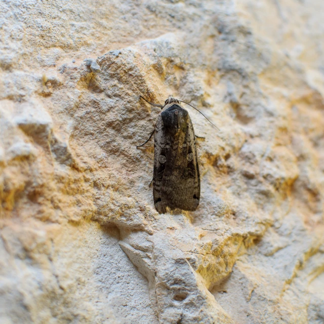 a moth rests on the texture of stone