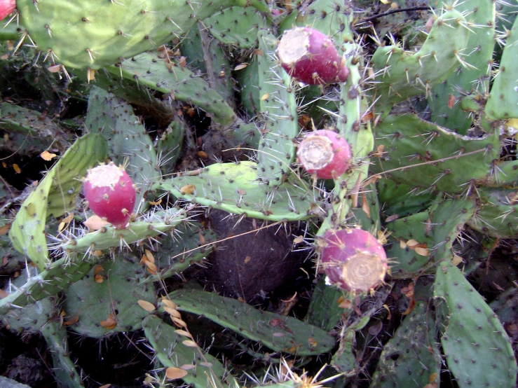 cactus leaves are green with small red fruits