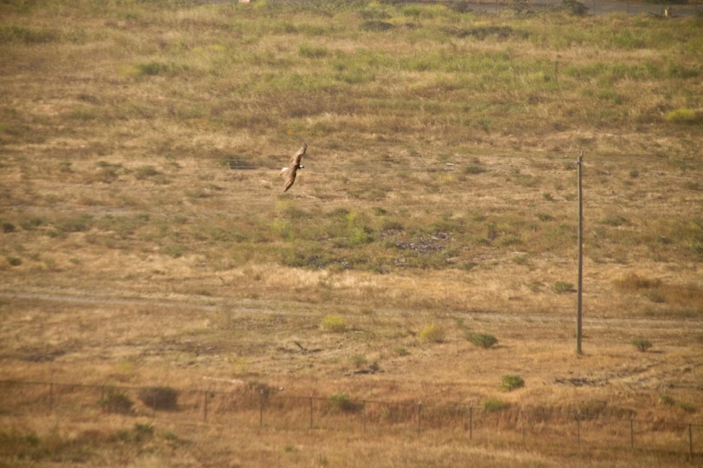 a bird is flying in an open grassy area