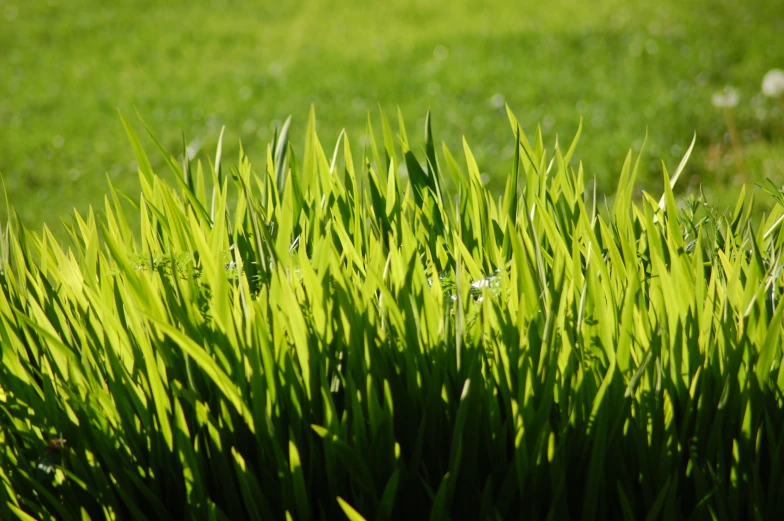 grass is very large and lush on a sunny day