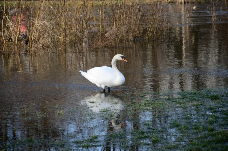a large white bird standing on a lake