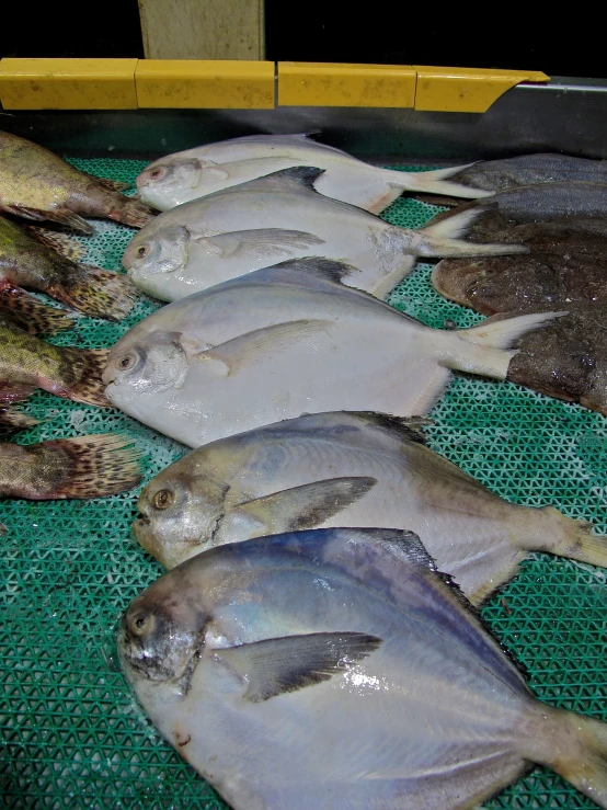group of fish on display on a rack