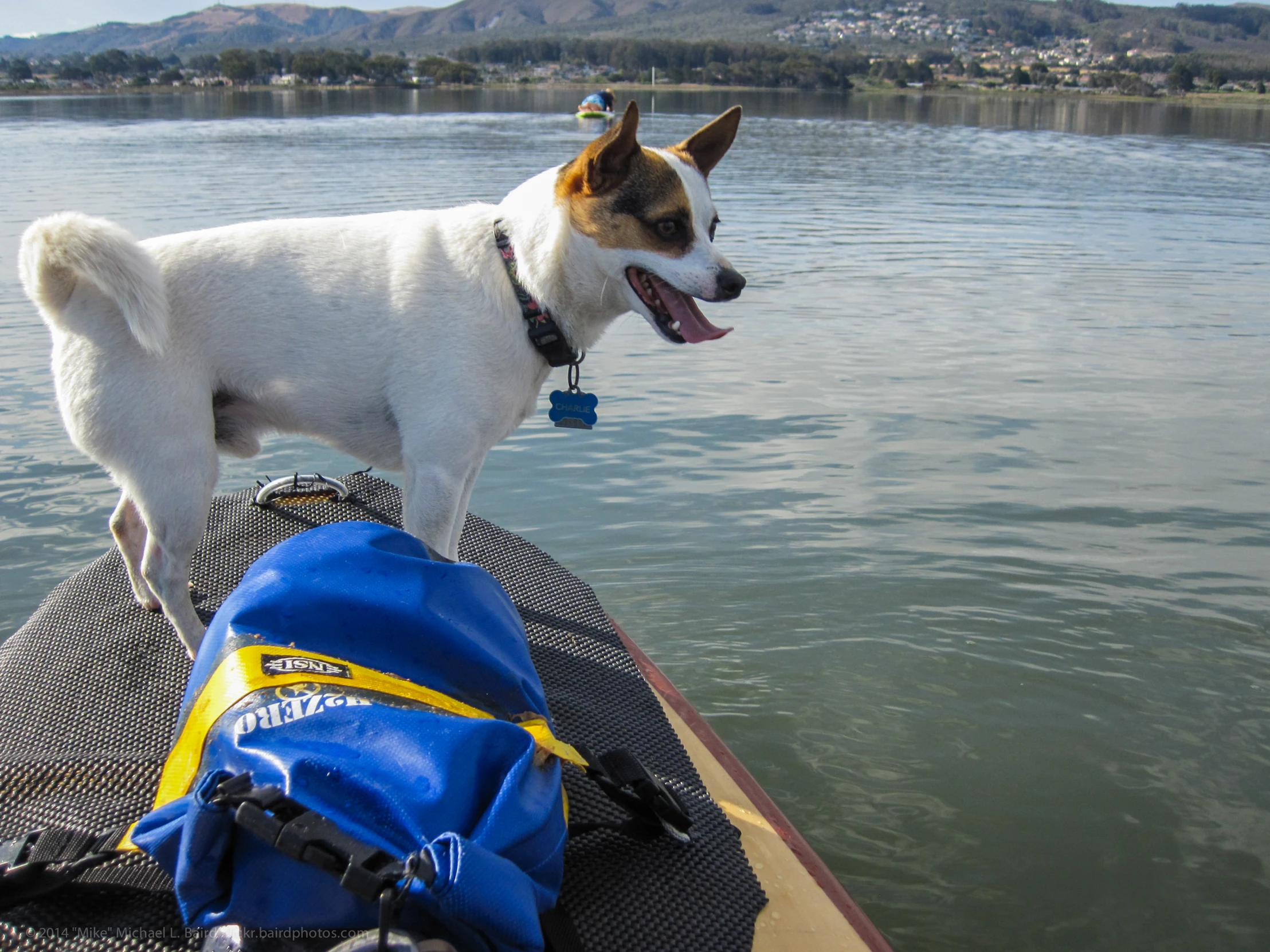 the dog is standing on the edge of the boat