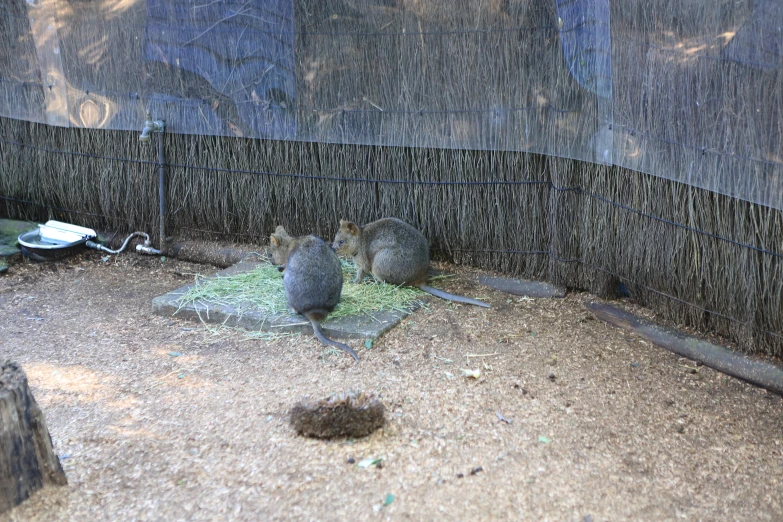 two dead animals that are sitting on the ground