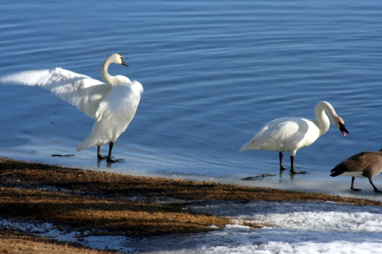 two swans standing on the edge of the water