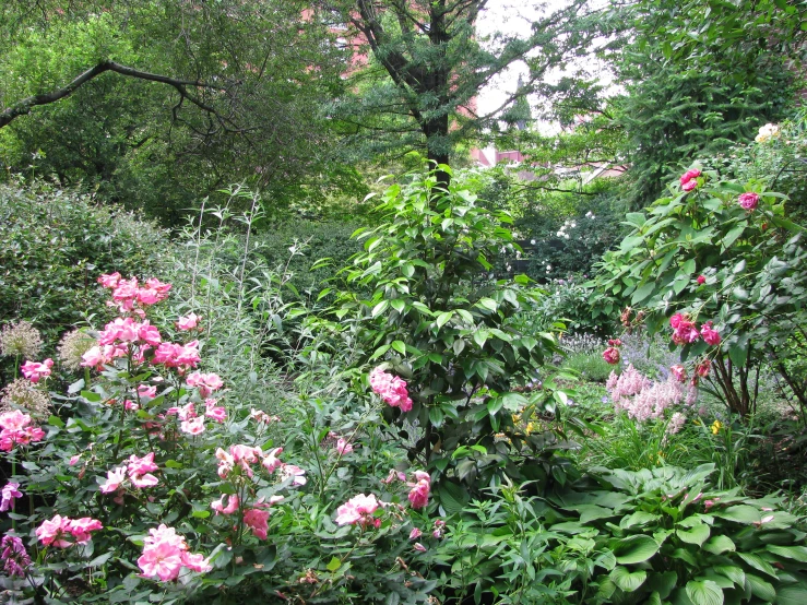 a bush with lots of pink flowers in the woods