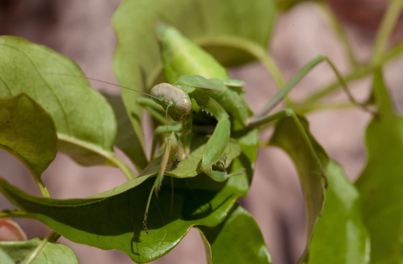 a grasshopper sits on a green plant in a field