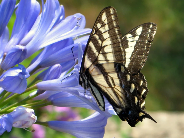 two erflies standing next to each other on a flower