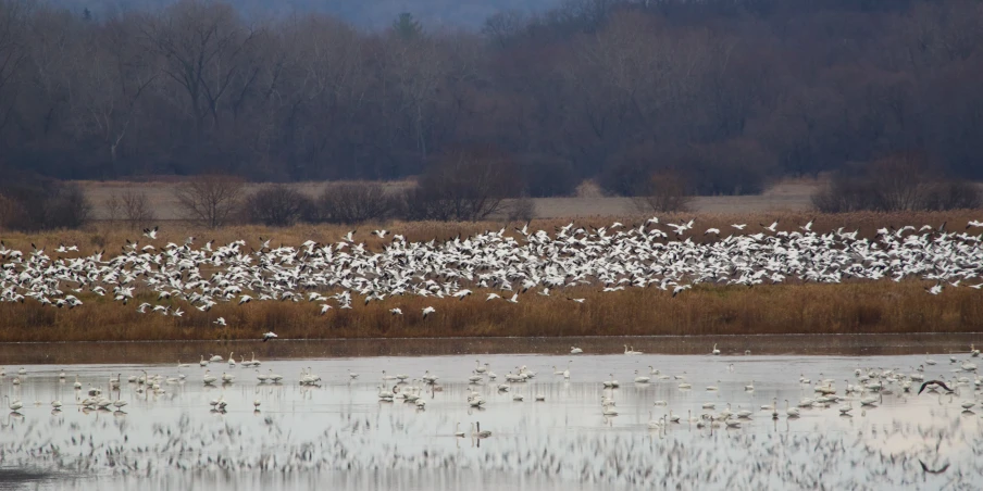 a large flock of birds flying over a pond