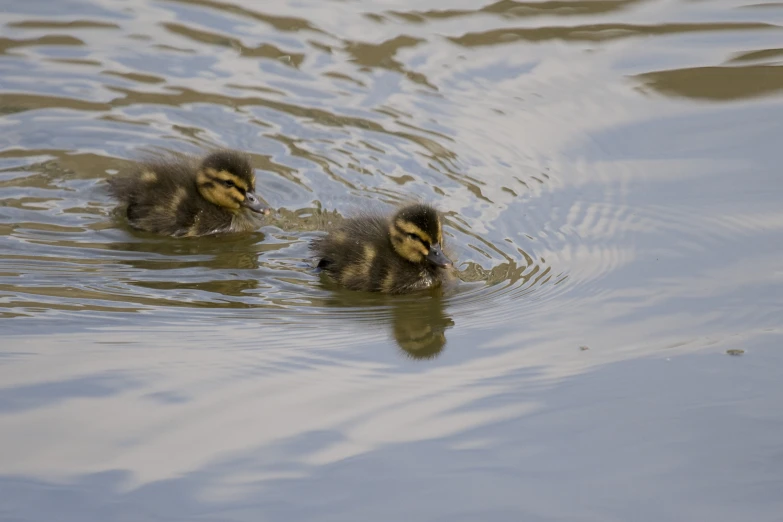 two little ducks are swimming in the water
