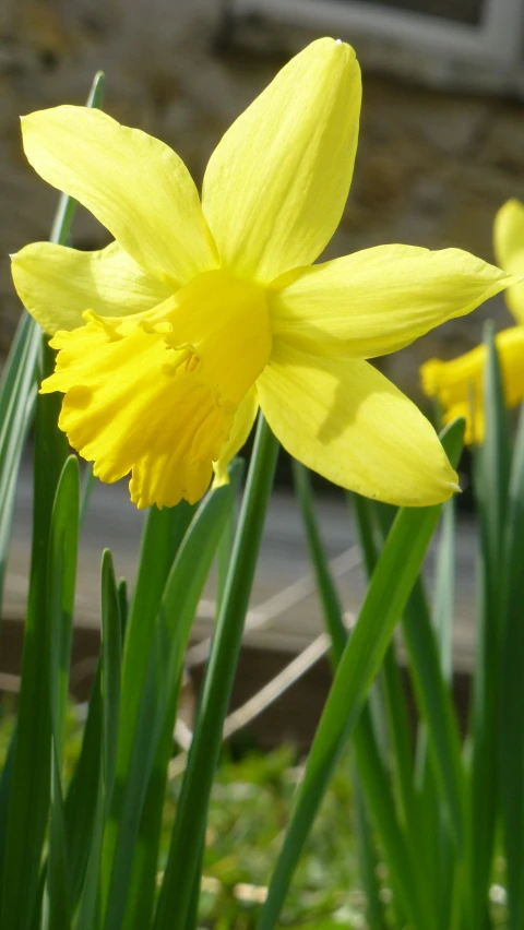 there are two large yellow flowers with long green leaves