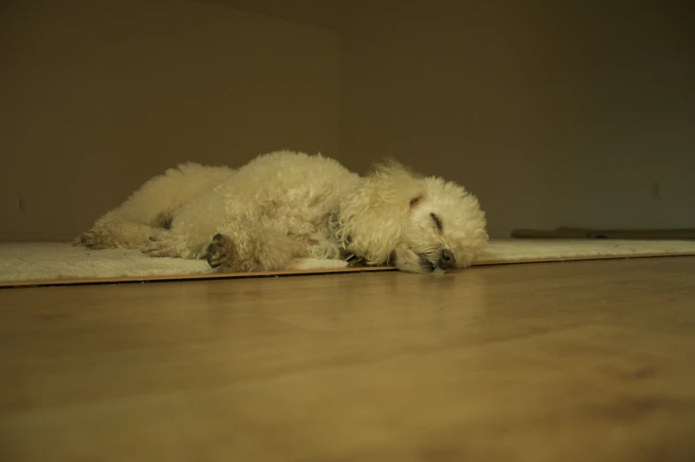 a small white dog lays on a hard wood floor