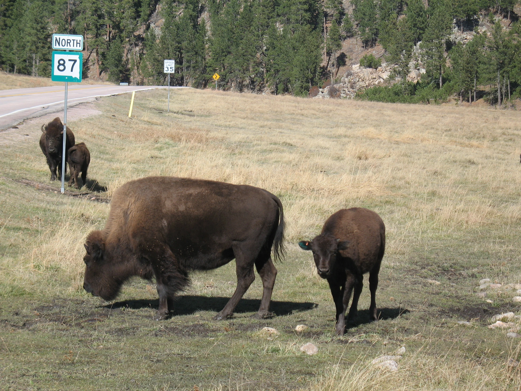 the cattle are grazing in the grass by the road