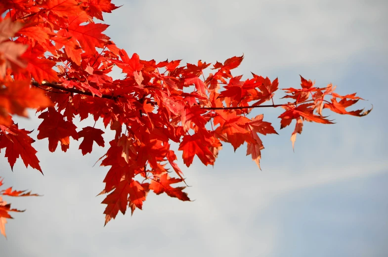 a leafy red tree with the sky in the background