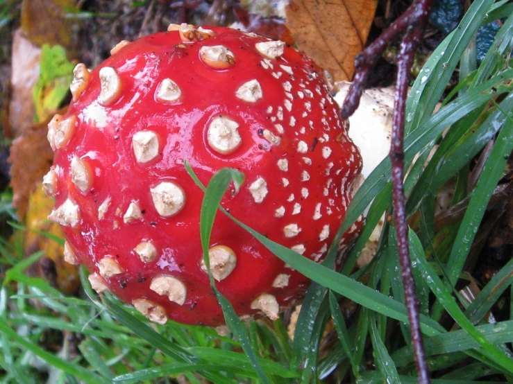 a red mushroom with lots of tiny spikes on it